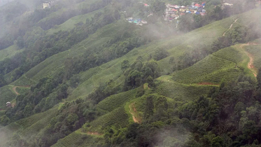 দার্জিলিংয়ে তাপমাত্রা নেমেছে ৪ ডিগ্রিতে