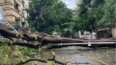 রাজধানীর বিভিন্ন স্থানে সড়কে ভেঙ্গে পড়েছে গাছ