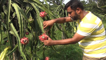 ড্রাগন চাষের উপযোগী নরসিংদীর লাল মাটি (ভিডিও)