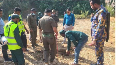 টেকনাফে পাহাড়ী ছড়ায় হাতির মৃত শাবক প্রসব