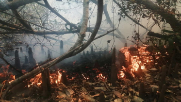 সুন্দরবনে আগুন কেন?