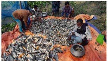 প্রতিহিংসার বিষে পানিতে মরে ভেসে উঠল ৩ লাখ টাকার মাছ