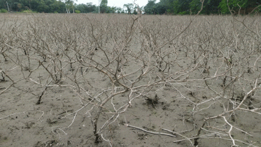 কুড়িগ্রামে বন্যায় ফসলের ক্ষতি ১৪০ কোটি টাকা