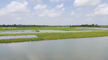 চাঁপাইনবাবগঞ্জে বন্যায় ২ হাজার ৩০০ হেক্টর ফসলের ক্ষতি 