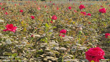 বসন্ত-ভালোবাসা দিবস রাঙাবে সাভারের গোলাপ গ্রাম