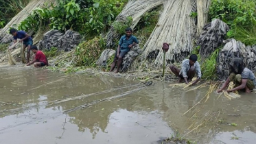 কুড়িগ্রামে বন্যা-খড়ায় পাটের আবাদে ক্ষতি