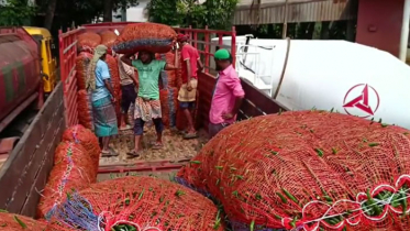 হিলিতে কাঁচামরিচের দাম কমল কেজিতে ৫০ টাকা