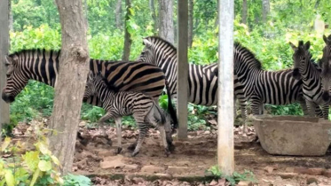 সাফারি পার্কে জেব্রা মৃত্যুর ঘটনায় দুই কর্মকর্তা প্রত্যাহার