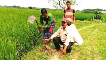 বজ্রপাত প্রতিরোধে কলারোয়ায় ৫ হাজার তালের চারা রোপন