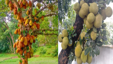 ব্রাহ্মণবাড়িয়ার বিজয়নগরে কাঁঠালের বাম্পার ফলন