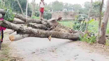 ঠাকুরগাঁওয়ে ঝড়ে লন্ডভন্ড ২০ গ্রাম, তিনজনের মৃত্যু