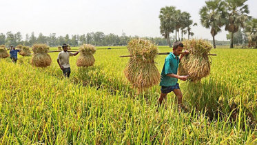 কৃষিতে ৪৫ হাজার কোটি টাকার বেশি বিনিয়োগ হয়েছে