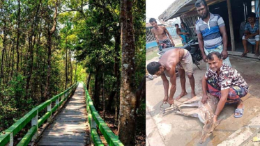 মোংলায় নদী থেকে জীবিত হরিণ উদ্ধার