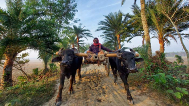 রাত ও দিনের তাপমাত্রা কমতে পারে