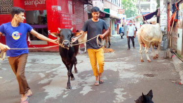 রাজধানীতে পশু বিক্রি বেড়েছে