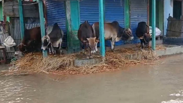 বন্যায় কুমিল্লায় প্রাণিসম্পদে ৩০৮ কোটি টাকার ক্ষতি