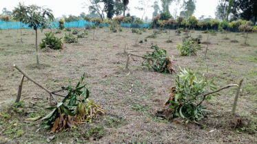 ধামইরহাটে ৩২৫টি ফলজ গাছ কাটলো দুর্বৃত্তরা