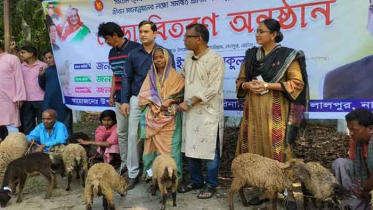 নাটোরে ক্ষুদ্র নৃ-গোষ্ঠীর ১০০ পরিবারের মাঝে ভেড়া প্রদান