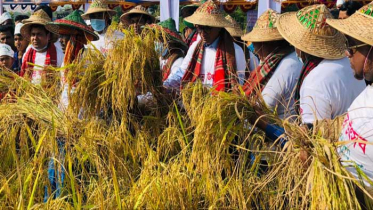 নোয়াখালীতে ধান কাটার মধ্য দিয়ে নবান্ন উৎসব পালন