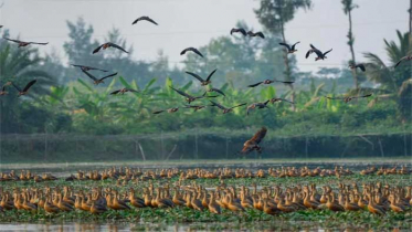 অতিথি পাখির কলকাকলিতে মুখর নোবিপ্রবির ‘ময়না দ্বীপ’