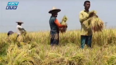 বোরোর ফলন ভালো হলেও লোকসানের শঙ্কায় কৃষক (ভিডিও)