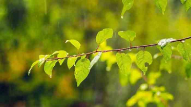 পয়লা ফাগুনে বৃষ্টির আভাস