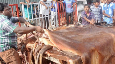 ঈদে সাড়ে পাঁচ লাখ কাঁচা চামড়া সংগ্রহ (ভিডিও)