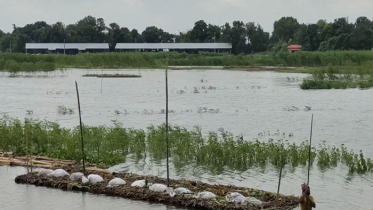 রাজবাড়ীর পদ্মায় পানি বৃদ্ধি অব্যাহত, নতুন জনবসতি প্লাবিত