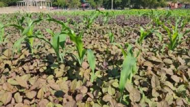 একই জমিতে ভূট্টা ও শাক চাষে বাড়বে আয় 