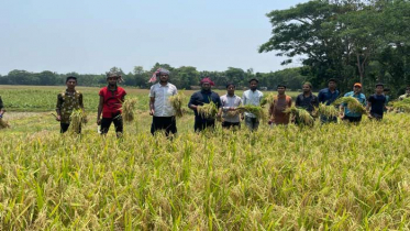 কৃষকের ধান কেটে দিলো সীতাকুণ্ড উপজেলা ছাত্রলীগ