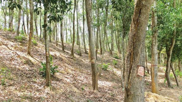 রাঙ্গুনিয়ার সরকারি জমি জাল দলিলে বেচাকেনা, তদন্তে প্রমাণিত