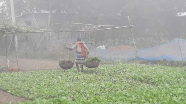 শ্রীমঙ্গলে বইছে মৃদু শৈত্যপ্রবাহ