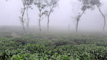 দেশের সর্বনিম্ন তাপমাত্রা শ্রীমঙ্গলে