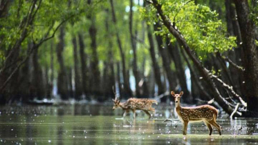 আজ থেকে সুন্দরবন যেতে পারবেন পর্যটকরা 