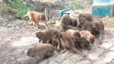 পর্যটক দেখলেই দলবেঁধে ছুটে আসে বানর