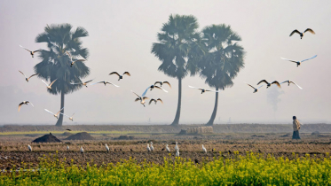 শীত পড়েছে উত্তর ও পূর্বাঞ্চলে 