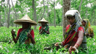 জনপ্রতি ১১ হাজার টাকা বকেয়া মজুরি পাবেন চা শ্রমিকরা