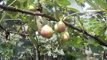 ত্বীন ফল চাষে সফল ঠাকুরগাঁওয়ের তরুণ