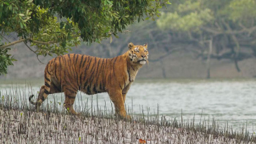 সুন্দরবনে বাঘের সংখ্যা বেড়ে ১২৫টি