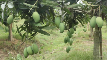 চলতি বছর ৩৪ দেশে ২ হাজার ৭০০ টন আম রপ্তানি