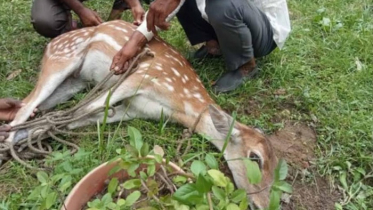 মিরসরাইয়ে আহত মায়া হরিণ উদ্ধার