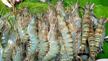 জিআই সনদ পেল বাংলাদেশের বাগদা চিংড়ি