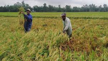 নওগাঁ জেলায় ৬৫ ভাগ জমির আউশ ধান কাটা শেষ