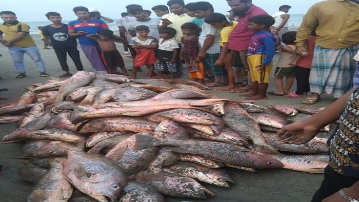 জেলের জালে ধরা পড়ল ৭ লাখ টাকার রাঙ্গা কোলার